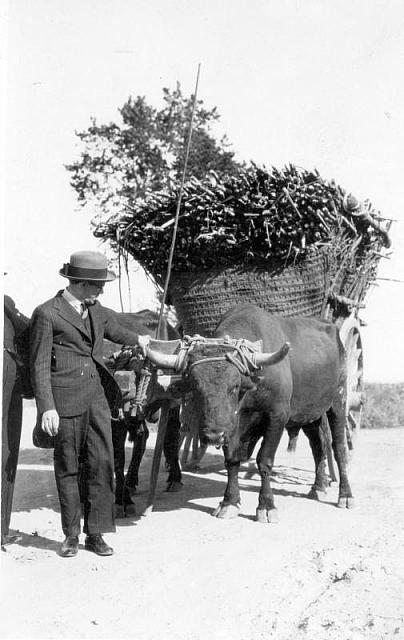 1920s Carro de Bueyes cargado de regaliz
