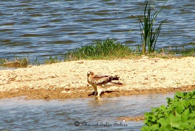 Aguila calzada en Quinto en rio junto Mejana capera 