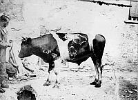 charin abuelo con vaca 1920