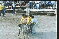 1982 Roscadero Novillo II