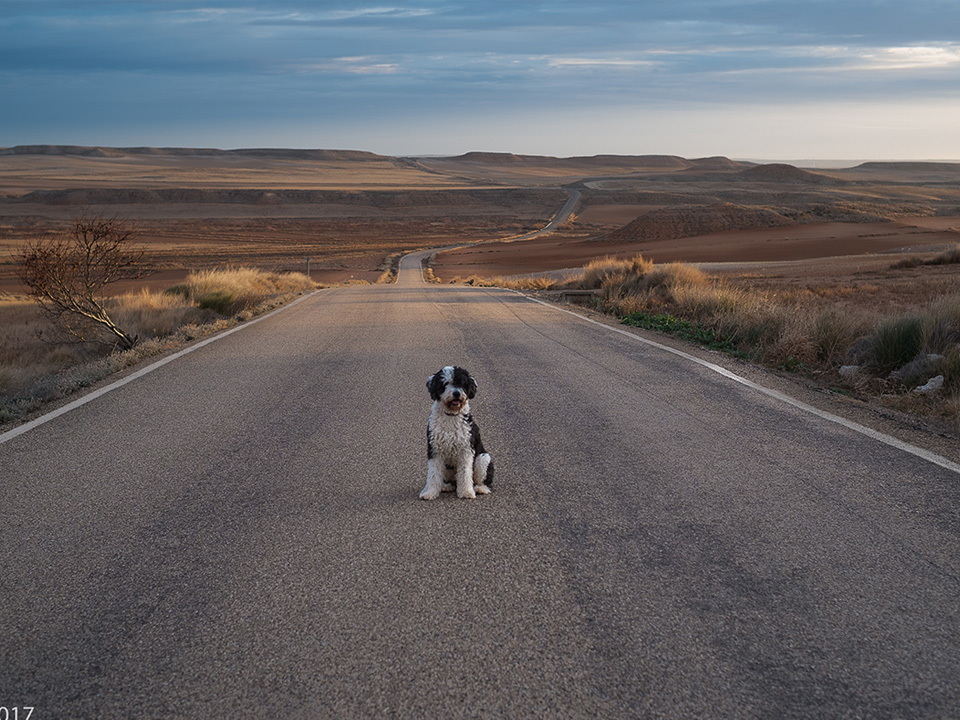 Paseando por el Planeron en la carretera de Codo